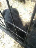 Kojak, a male German Shepherd Dog for sale in Gravois Mills, MO – Photo 3 of 9