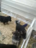 Kojak, a male German Shepherd Dog for sale in Gravois Mills, MO – Photo 1 of 9