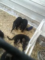 Kojak, a male German Shepherd Dog for sale in Gravois Mills, MO – Photo 2 of 9