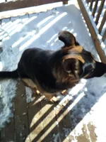 Kojak, a male German Shepherd Dog for sale in Gravois Mills, MO – Photo 5 of 9