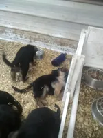 Kojak, a male German Shepherd Dog for sale in Gravois Mills, MO – Photo 9 of 9