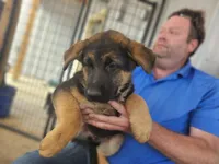LUNA, a female German Shepherd Dog for sale in Gravois Mills, MO – Photo 2 of 9