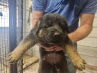 LUNA, a female German Shepherd Dog for sale in Gravois Mills, MO – Photo 8 of 9