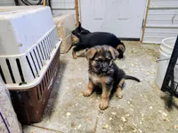 LUNA, a female German Shepherd Dog for sale in Gravois Mills, MO – Photo 1 of 9