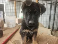 LUNA, a female German Shepherd Dog for sale in Gravois Mills, MO – Photo 3 of 9