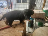 LUNA, a female German Shepherd Dog for sale in Gravois Mills, MO – Photo 7 of 9