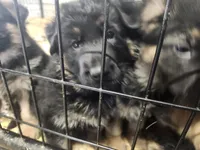 LUNA, a female German Shepherd Dog for sale in Gravois Mills, MO – Photo 9 of 9