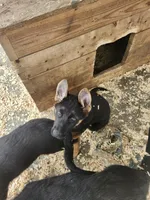 BEAR, a male German Shepherd Dog for sale in Gravois Mills, MO – Photo 3 of 5