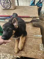 BEAR, a male German Shepherd Dog for sale in Gravois Mills, MO – Photo 4 of 5