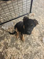 BEAR, a male German Shepherd Dog for sale in Gravois Mills, MO – Photo 5 of 5