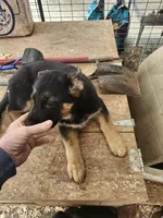 BEAR, a male German Shepherd Dog for sale in Gravois Mills, MO – Photo 2 of 5