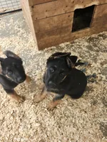 BEAR, a male German Shepherd Dog for sale in Gravois Mills, MO – Photo 1 of 5