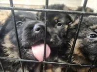 COOPER, a male German Shepherd Dog for sale in Gravois Mills, MO – Photo 8 of 10