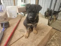 COOPER, a male German Shepherd Dog for sale in Gravois Mills, MO – Photo 3 of 10