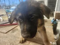 COOPER, a male German Shepherd Dog for sale in Gravois Mills, MO – Photo 7 of 10