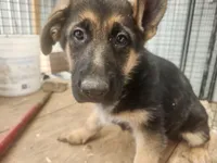 COOPER, a male German Shepherd Dog for sale in Gravois Mills, MO – Photo 5 of 10