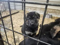 COOPER, a male German Shepherd Dog for sale in Gravois Mills, MO – Photo 9 of 10