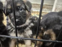 COOPER, a male German Shepherd Dog for sale in Gravois Mills, MO – Photo 4 of 10