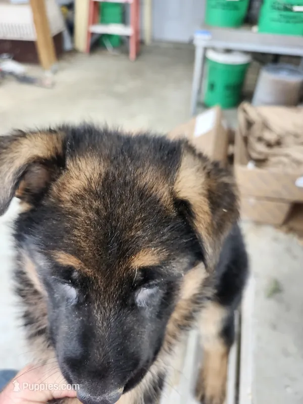 Jess – German Shepherd Dog puppy for sale in Gravois Mills, MO