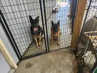 Suzy, a female German Shepherd Dog for sale in Gravois Mills, MO – 8 of 8