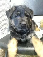 Kripto, a male German Shepherd Dog for sale in Gravois Mills, MO – Photo 1 of 6