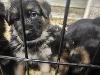 Suzy, a female German Shepherd Dog for sale in Gravois Mills, MO – 7 of 8