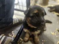 Jess, a female German Shepherd Dog for sale in Gravois Mills, MO – 3 of 3