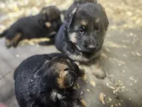 Abby, a female German Shepherd Dog for sale in Gravois Mills, MO – 2 of 3