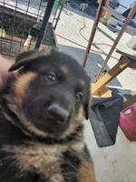 Suzy, a female German Shepherd Dog for sale in Gravois Mills, MO – 2 of 8