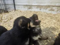 Abby, a female German Shepherd Dog for sale in Gravois Mills, MO – 3 of 3