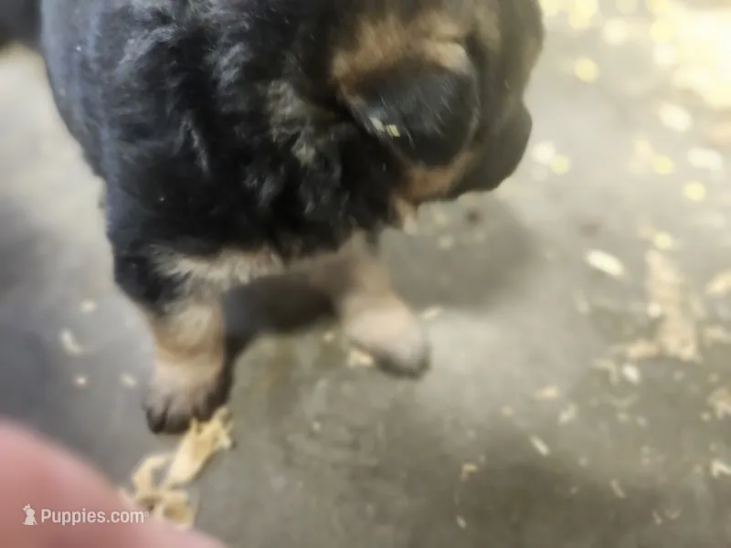 Jet.  – German Shepherd Dog puppy for sale in Gravois Mills, MO