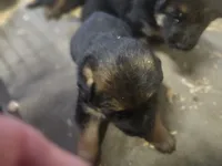 Jet. , a male German Shepherd Dog for sale in Gravois Mills, MO – 4 of 4