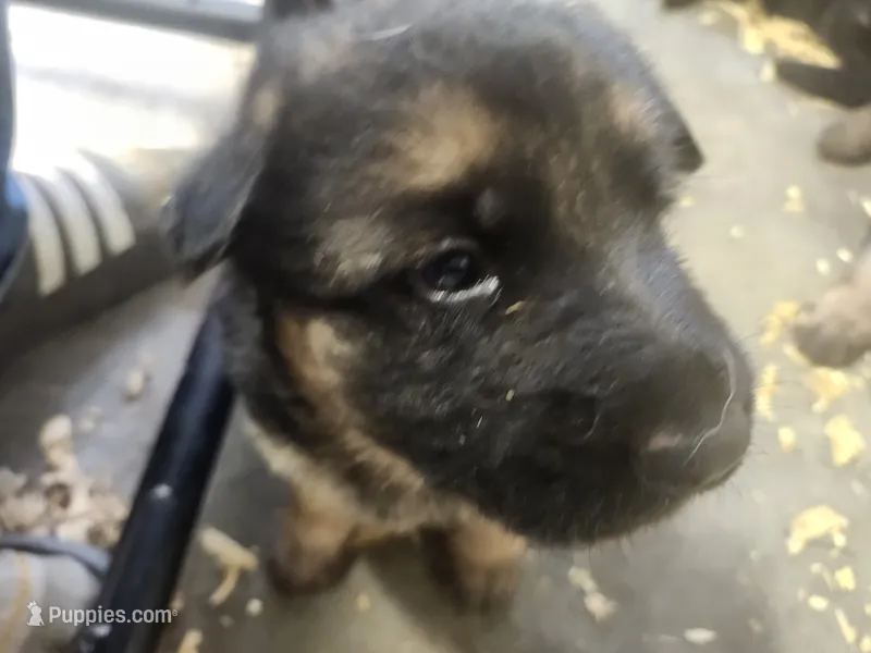 Jess – German Shepherd Dog puppy for sale in Gravois Mills, MO