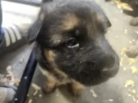 Jess, a female German Shepherd Dog for sale in Gravois Mills, MO – 1 of 3
