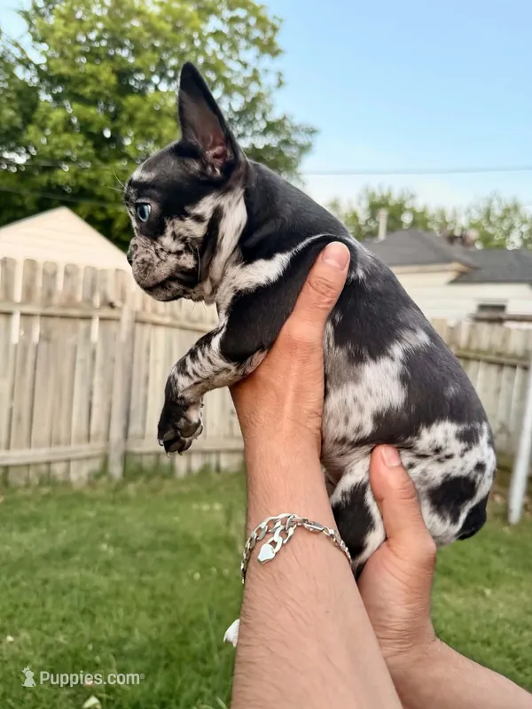 Tiara  – French Bulldog puppy for sale in Oklahoma City, OK