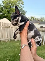 Tiara , a female French Bulldog for sale in Oklahoma City, OK – 1 of 3