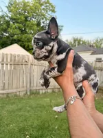 Tiara , a female French Bulldog for sale in Oklahoma City, OK – 3 of 3