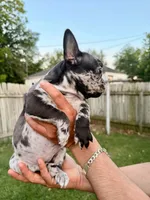 Tiara , a female French Bulldog for sale in Oklahoma City, OK – 2 of 3