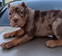 Cafeína , a female American Bully for sale in Racine, WI – 3 of 10