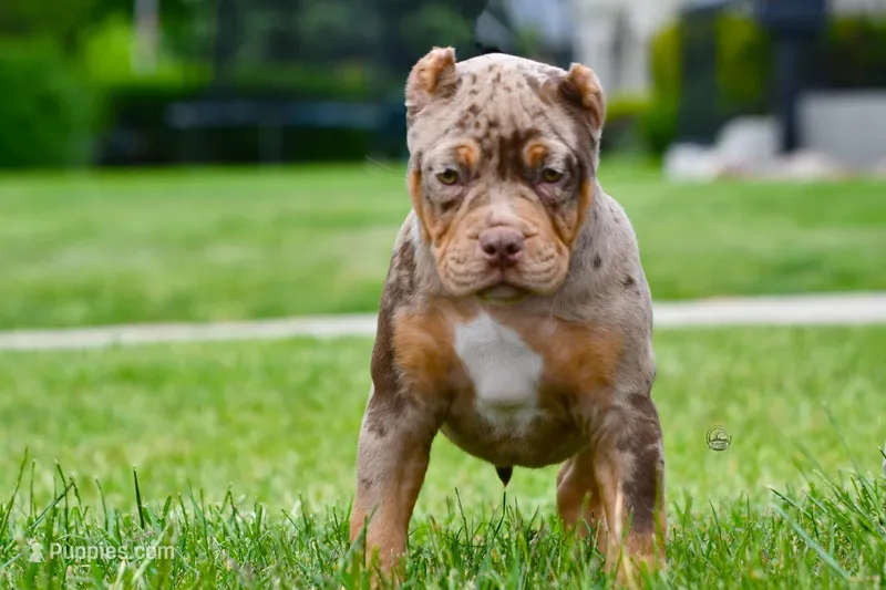 Cafeína  – American Bully puppy for sale in Racine, WI