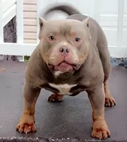 Cafeína , a female American Bully for sale in Racine, WI – 8 of 10