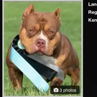 Cafeína , a female American Bully for sale in Racine, WI – 7 of 10
