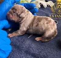 Cafeína , a female American Bully for sale in Racine, WI – 2 of 10