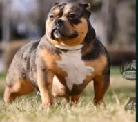 Cafeína , a female American Bully for sale in Racine, WI – 6 of 10