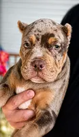 Cafeína , a female American Bully for sale in Racine, WI – 4 of 10