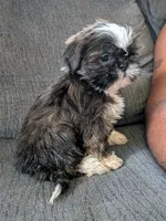 Red, a female Shih Tzu for sale in Macon, GA – 10 of 10