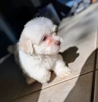 Rain, a female Shih Tzu and Shichon for sale in Macon, GA – 4 of 10