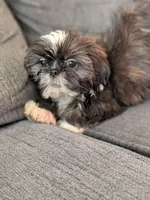 Nala, a female Shih Tzu for sale in Macon, GA – 5 of 8
