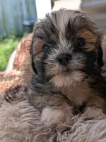Lumi, a male Shih Tzu and Shorkie for sale in Macon, GA – 6 of 6