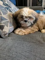 Cody, a male Shih Tzu and Shorkie for sale in Macon, GA – 3 of 5